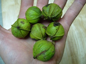 carya cordiformis (caryer cordiforme)